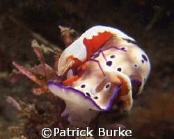 Emperor shrimp on Nudibranch taken in the Lembeh Straits ... by Patrick Burke 